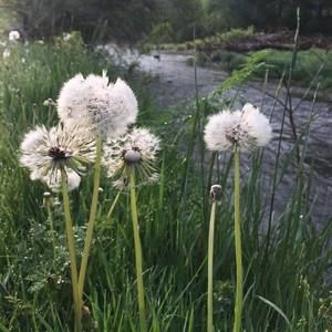 Meet your Posher, Martha